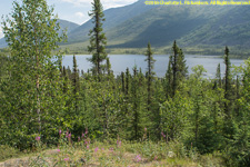 Grayling Lake and fireweed